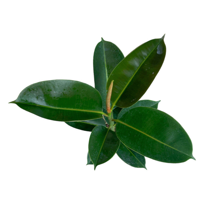 Ficus Elástica Verde