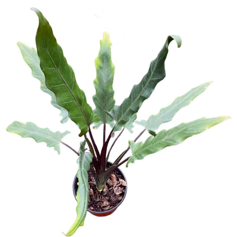 Espada de Hierro | Alocasia Lauterbachiana - Planta.do