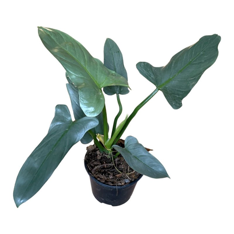 Filodendro Espada Plateada | Philodendron Hastatum - Planta.do