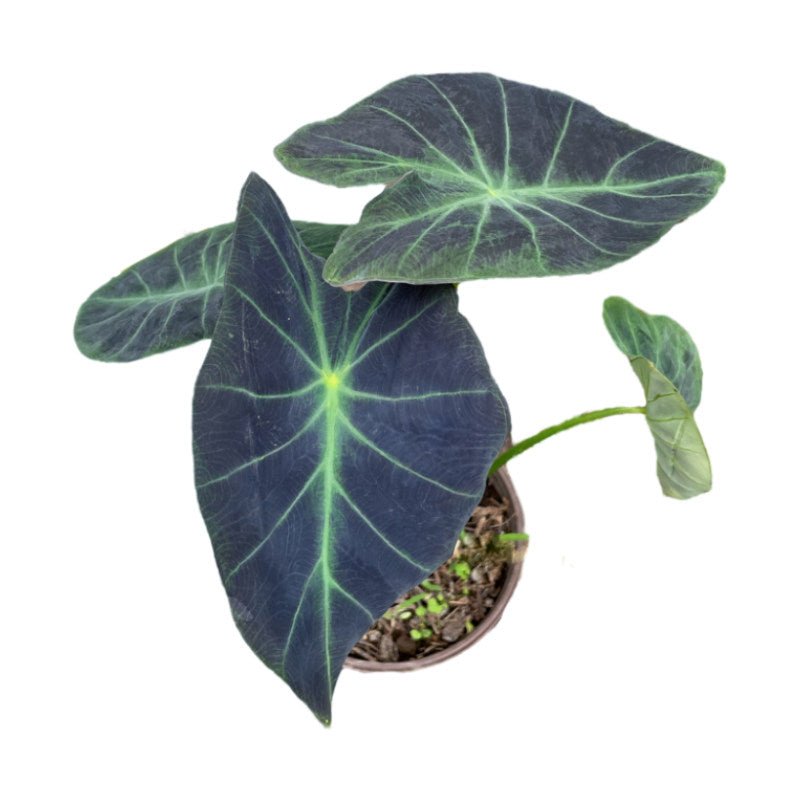 Hoja Elegante Azul Colocasia Antiquorum Plantado