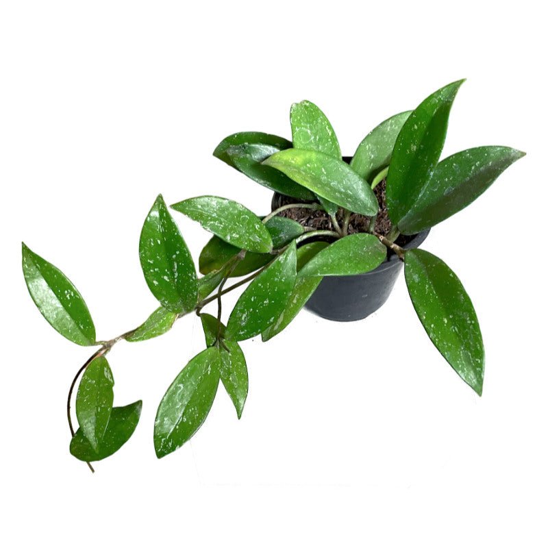 Hoya Publicalix - Planta.do