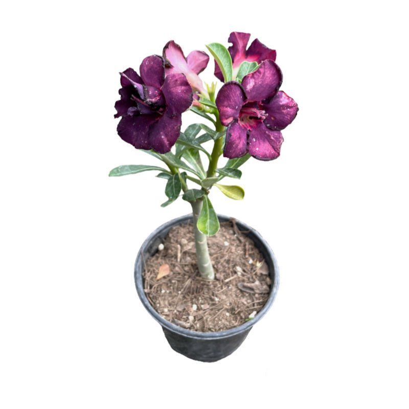 Rosa del Desierto | Adenium Obesum - Planta.do