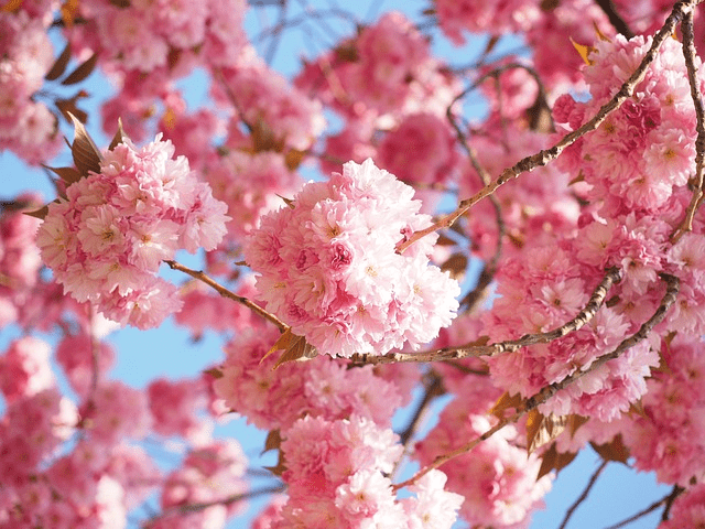 10 árboles increíbles para jardines pequeños