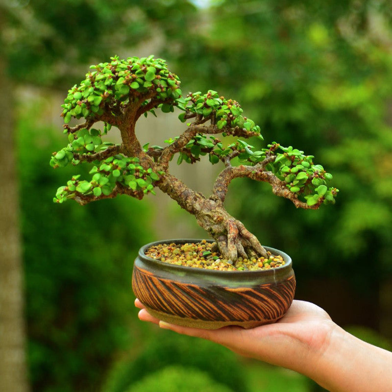Descubre el poder del árbol de la abundancia: Cómo atraer prosperidad y éxito a tu vida