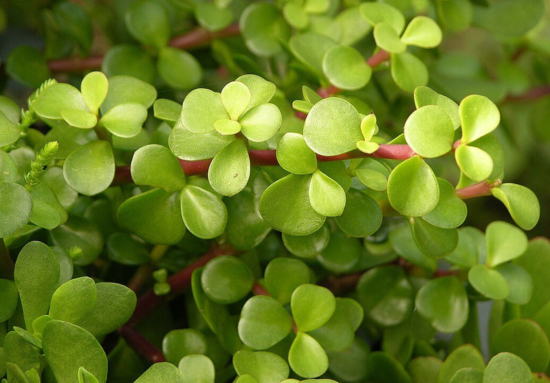 Árbol de la Abundancia: Cómo Cuidar del Portulacaria Afra