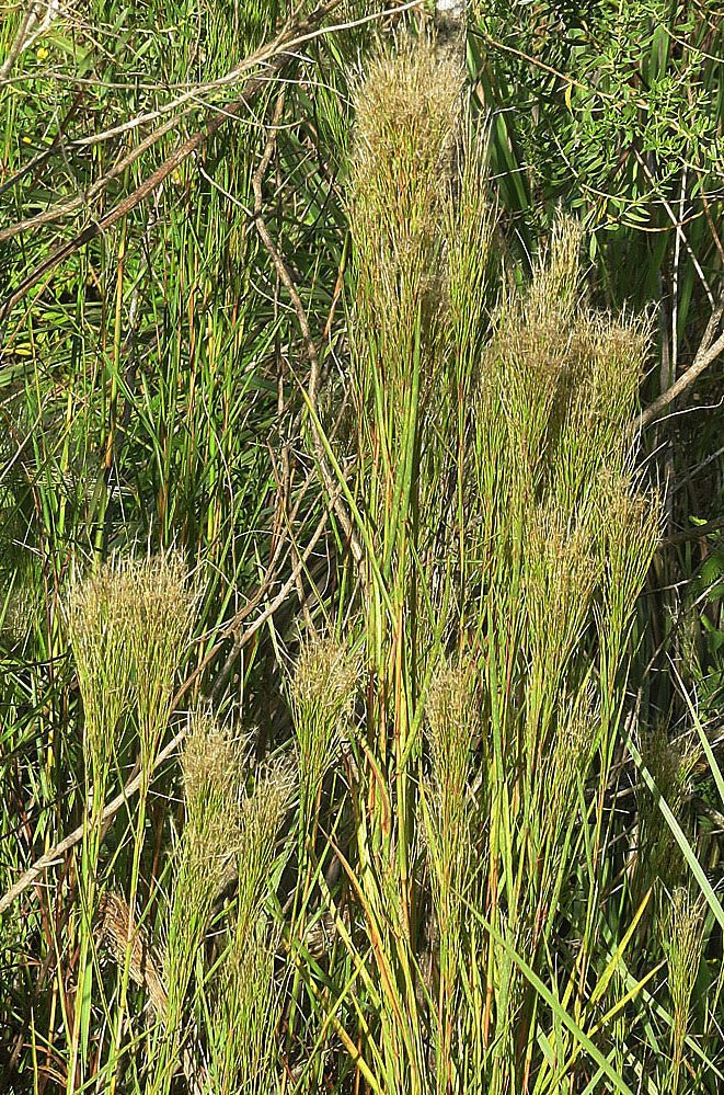 Cola de Zorro: Cómo Cuidar del Andropogon Bicornis