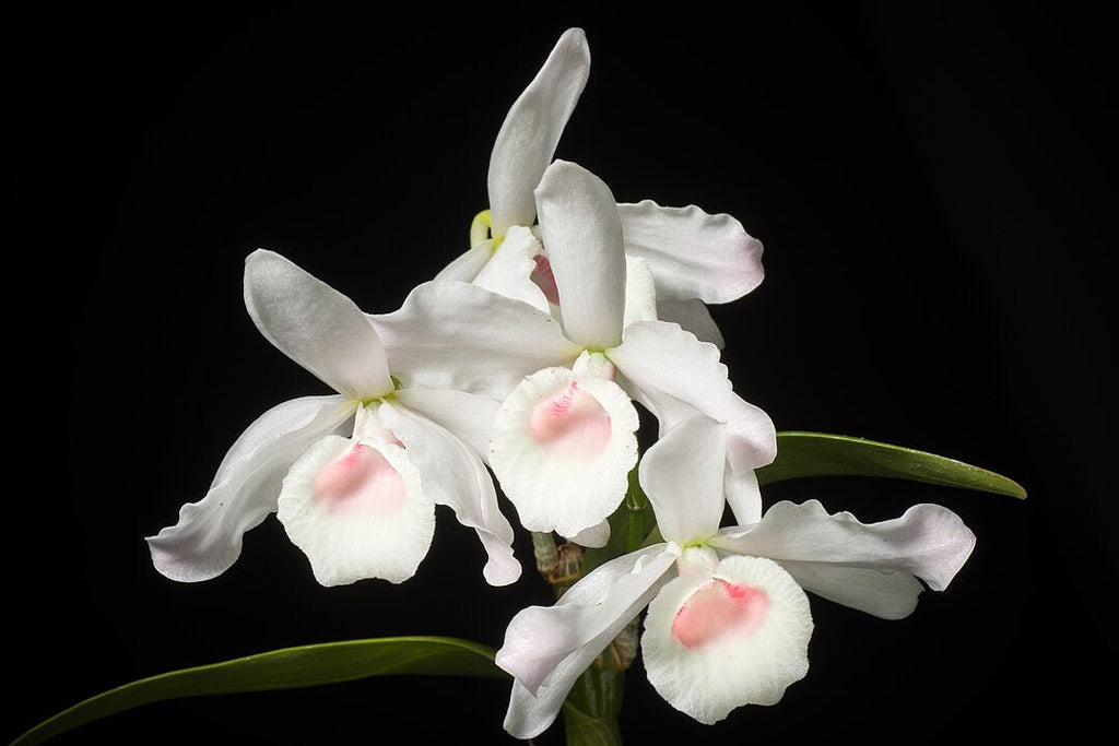 Como Cuidar de la Orquídea Dendrobium Nobile