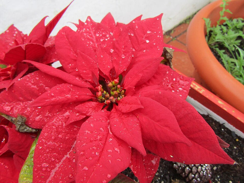 Como Cuidar la Planta de Noche Buena