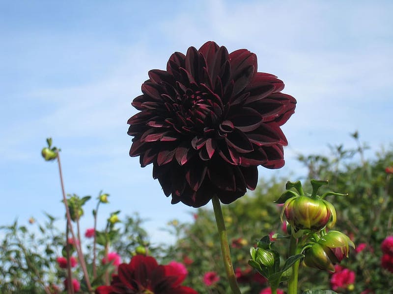 Dalia Negra. Todo sobre como cuidar esta planta enigmática.