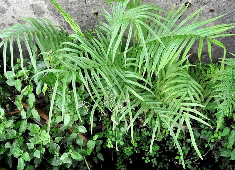 Helecho Chino: Cómo Cuidar del Pteris Vittata