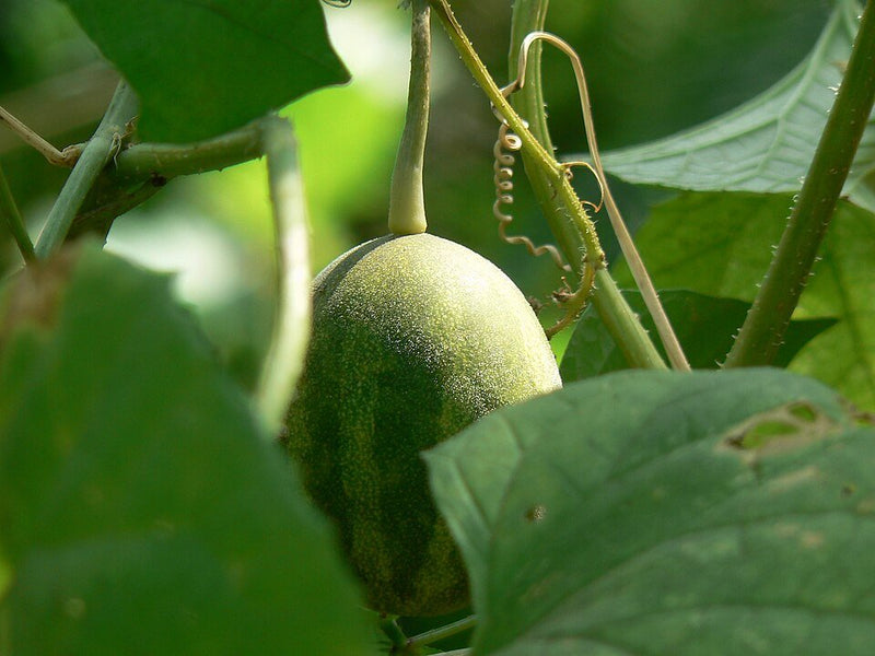 Melón: Cómo Cuidar del Cucumis Melo