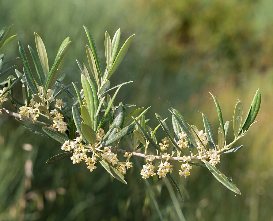 Olivo: Cómo Cuidar del Olea Europaea