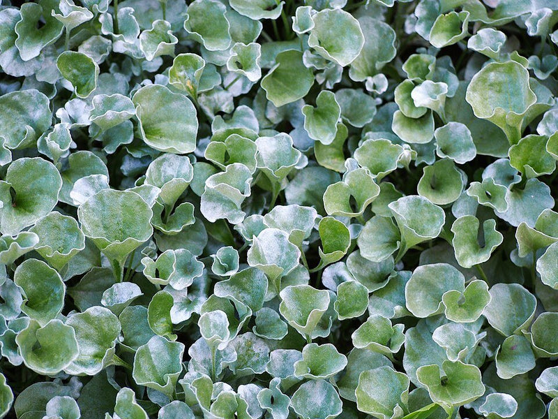 Oreja de Ratón: Cómo Cuidar de la Planta Dichondra Argentea