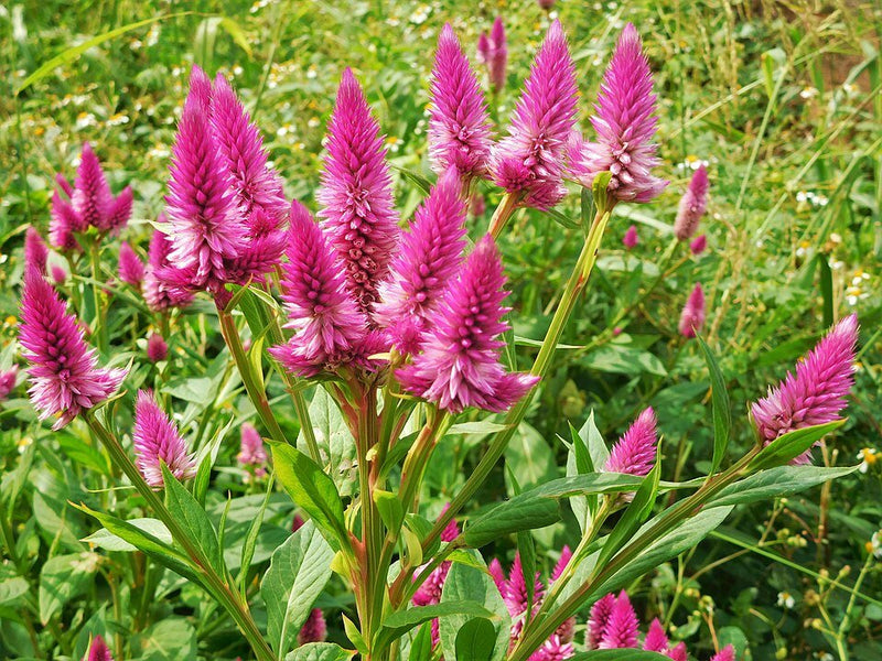 Planta Celosia: Cómo Cuidar Tu Celosia Cristata