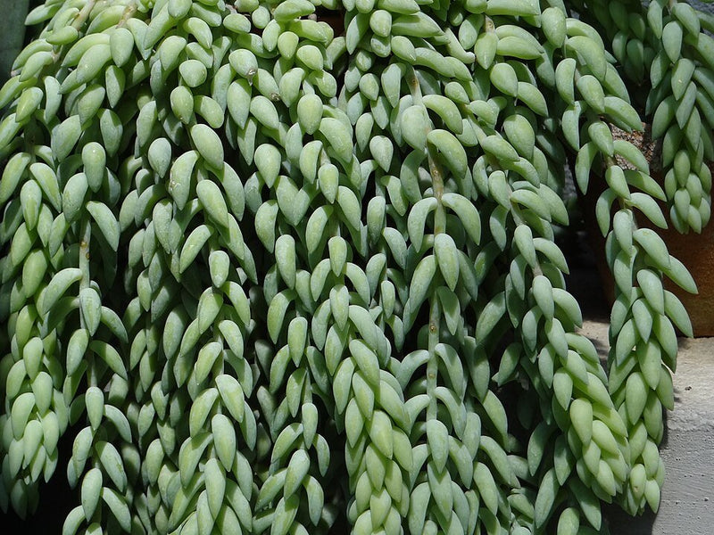 Planta Cola de Borrego: Cómo Cuidar del Sedum Morganianum