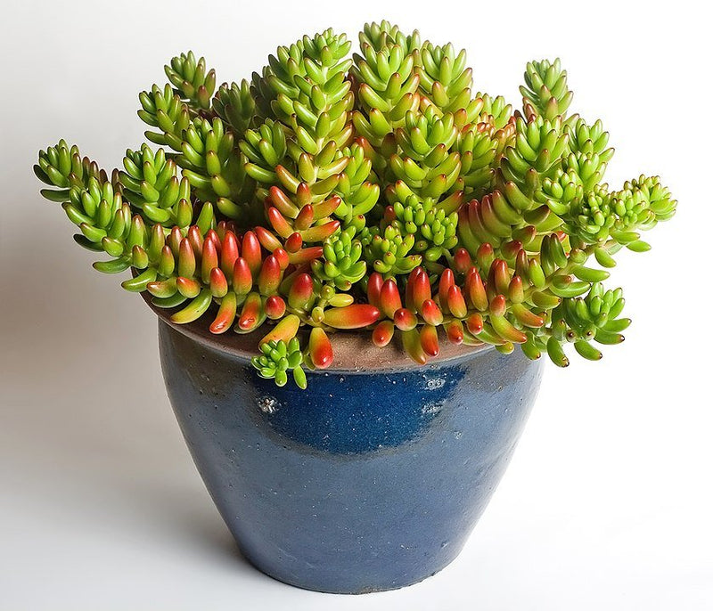 Planta Dedo de Dios: Cómo Cuidar del Sedum Rubrotinctum