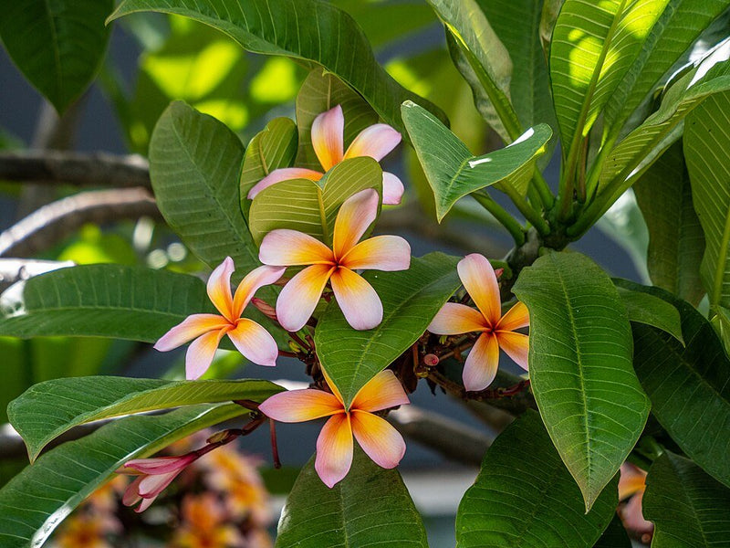 Planta Flor de Mayo: Cómo Cuidar del Plumeria Rubra