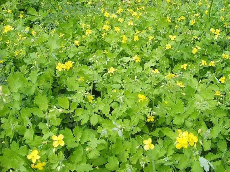 Planta Golondrina: Cómo Cuidar del Chelidonium Majus