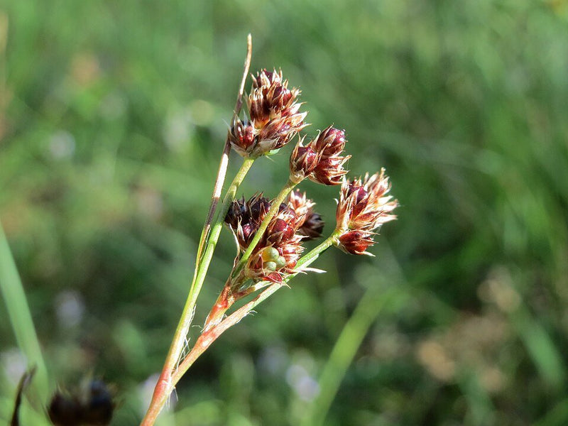 Planta Junco: Cómo Cuidar del Juncus Effusus