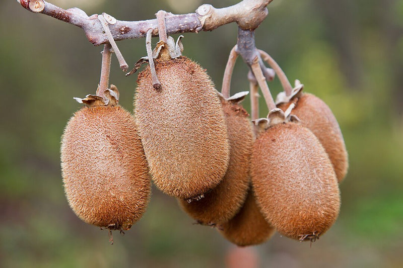 Planta Kiwi: Cómo Cuidar del Actinidia Deliciosa