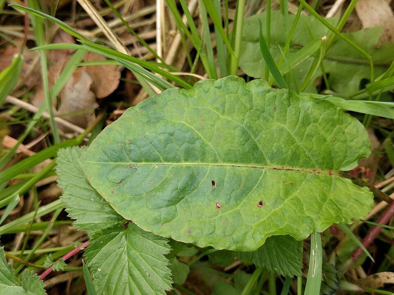 Planta Lengua de Vaca: Cómo Cuidar del Rumex obtusifolius