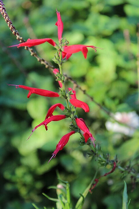 Planta Mirto: Cómo Cuidar del Salvia Elegans