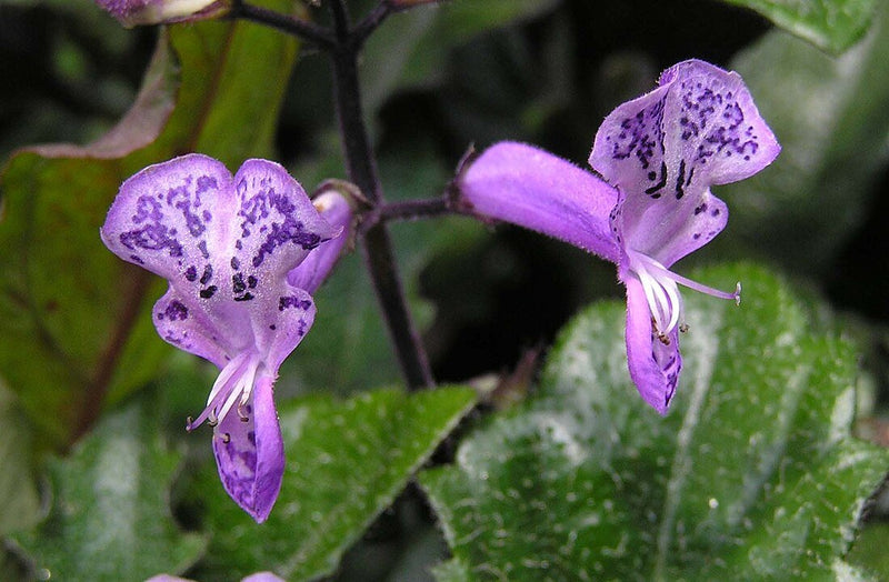 Planta Mona Lisa: Cómo Cuidar del Plectranthus Monalisa