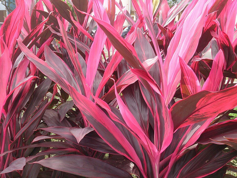 Planta Muñeca: Cómo Cuidar del Cordyline Fruticosa