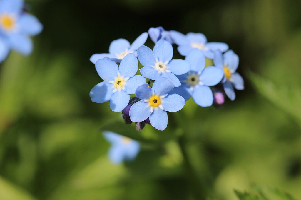 Planta No Me Olvides: Cómo Cuidar del Myosotis Sylvatica