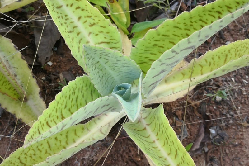 Planta Oreja de Burro: Cómo Cuidar del Gastonis Bonnieri