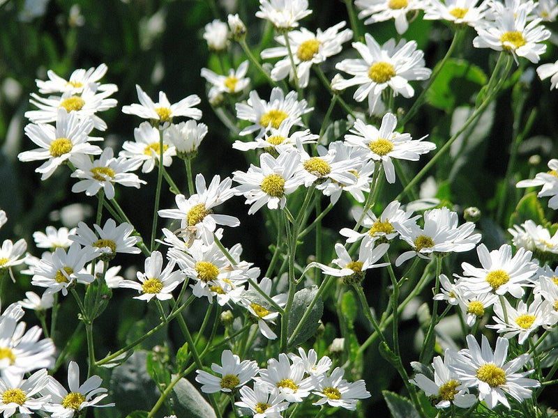 Planta Santa María: Cómo Cuidar del Tanacetum Balsamita