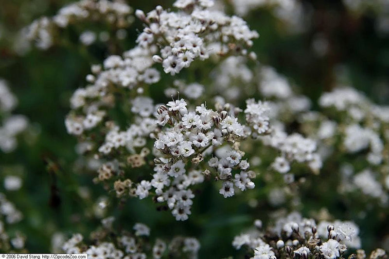 Planta Velo de Novia: Cómo Cuidar del Gypsophila Paniculata