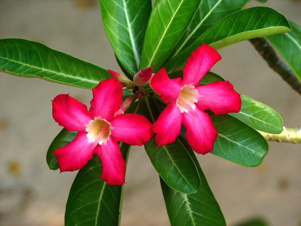 Rosa del Desierto: Como Cuidar la Adenium Obesum