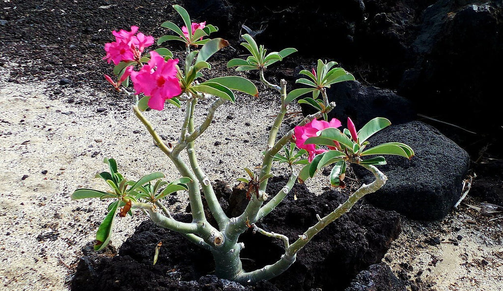 Rosa del Desierto: La Guia Completa de la Adenium Obesum
