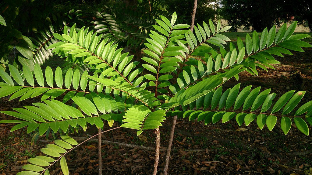 Tongkat Ali: Cómo Cuidar la Planta Eurycoma Longifolia