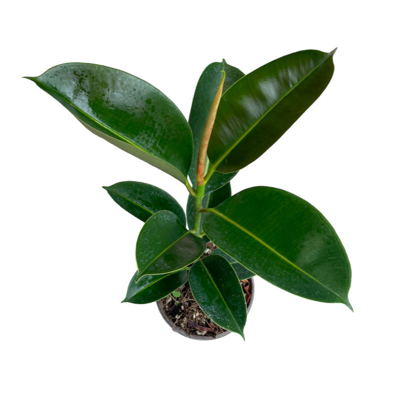 Ficus Elástica Verde | Árbol de Caucho Verde