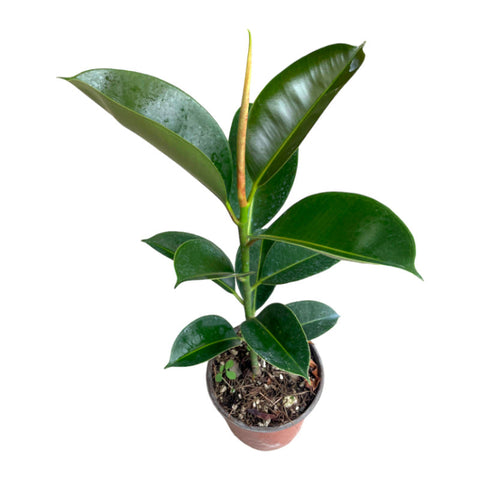 Ficus Elástica Verde | Árbol de Caucho Verde