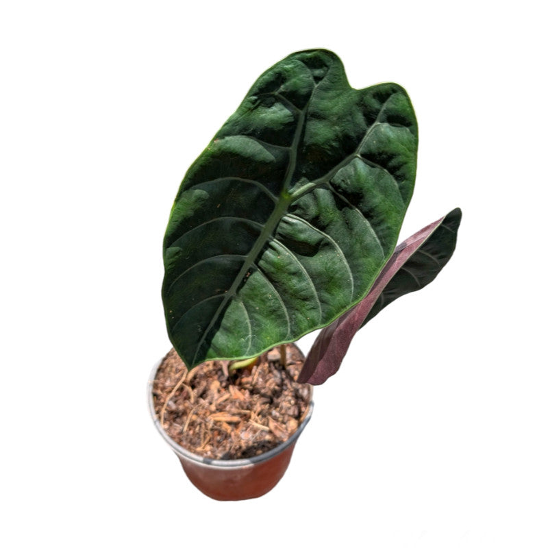 Alocasia Sedenii