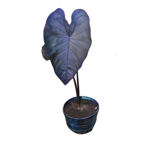 Colocasia Black Coral