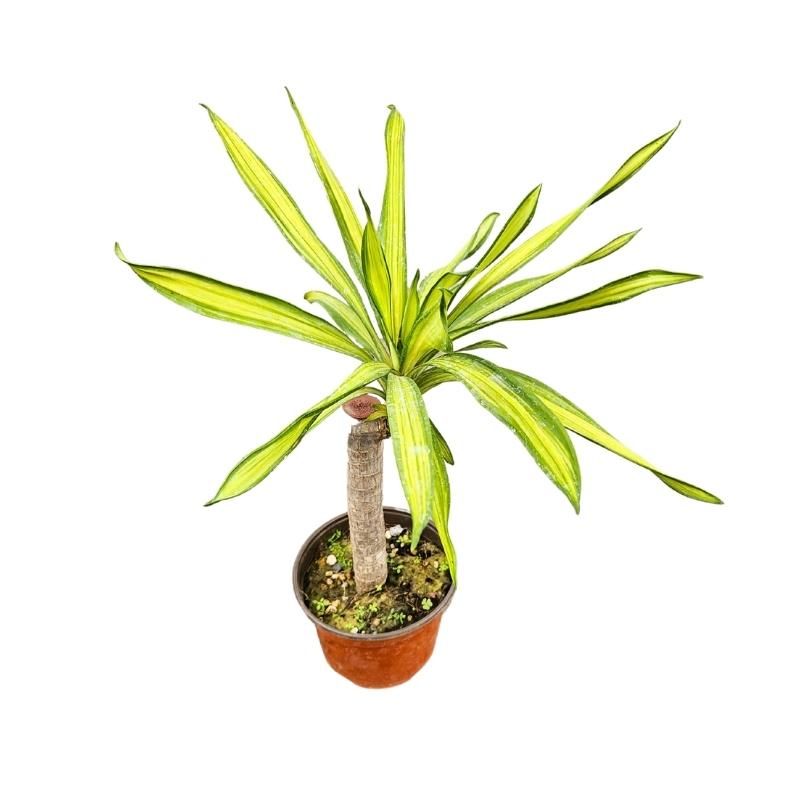 Dracaena Ricky