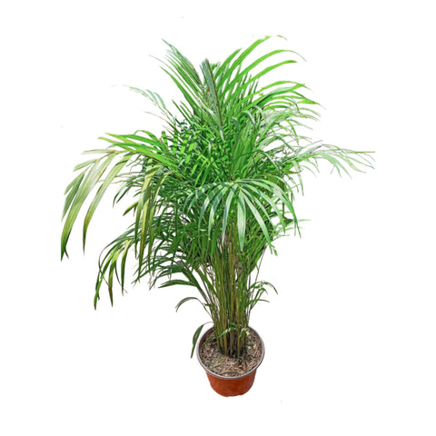 Palma Areca | Dypsis Lutescens