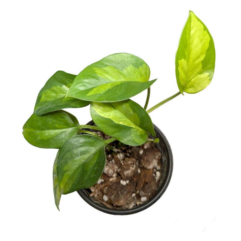 Pothos Global Green