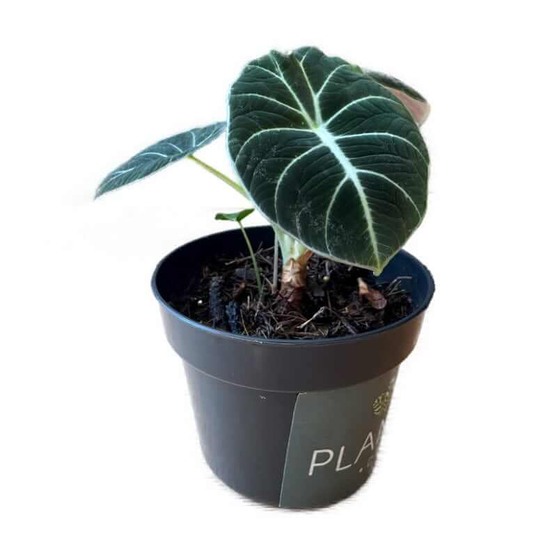 Alocasia Black Velvet - Planta.do