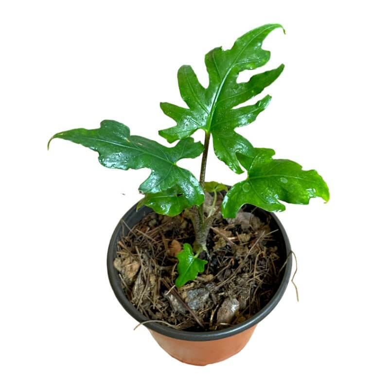 Alocasia Brancifolia - Planta.do
