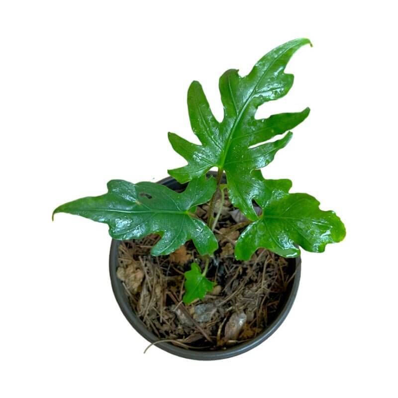 Alocasia Brancifolia - Planta.do