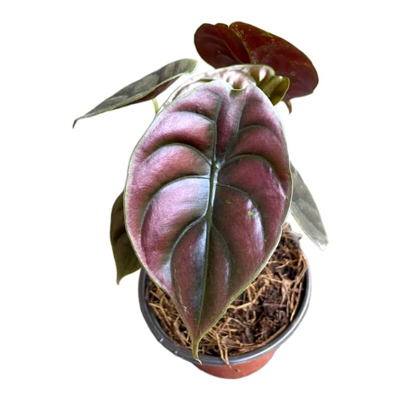 Alocasia Cuprea - Planta.do