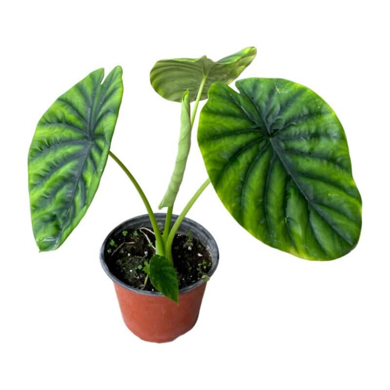 Alocasia Green Shield - Planta.do