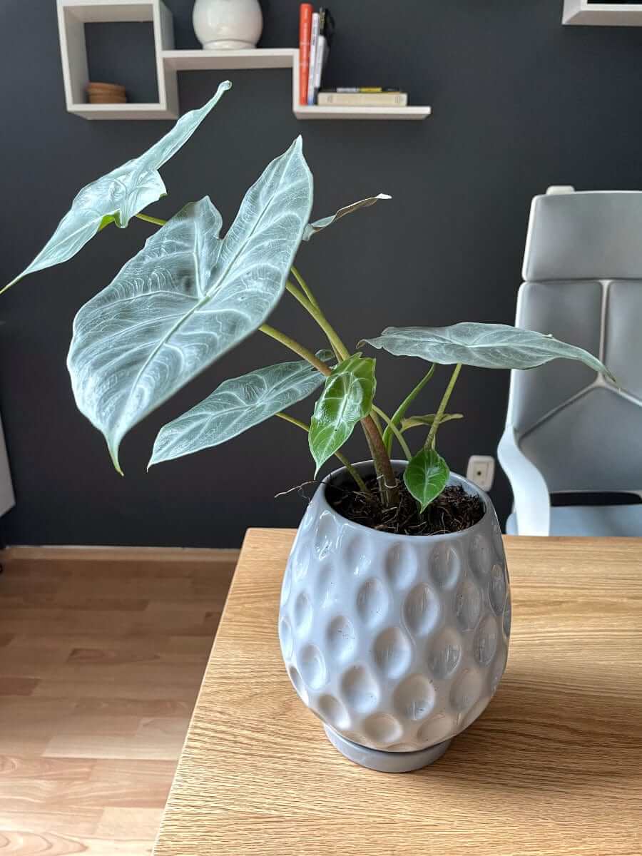 Alocasia Longiloba Silver - Planta.do