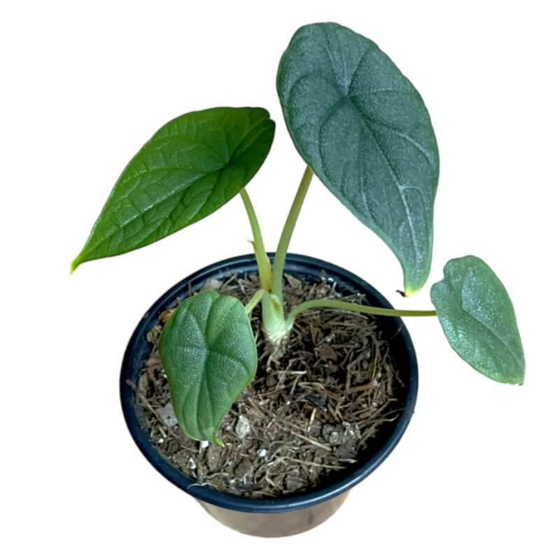 Alocasia Melo - Planta.do