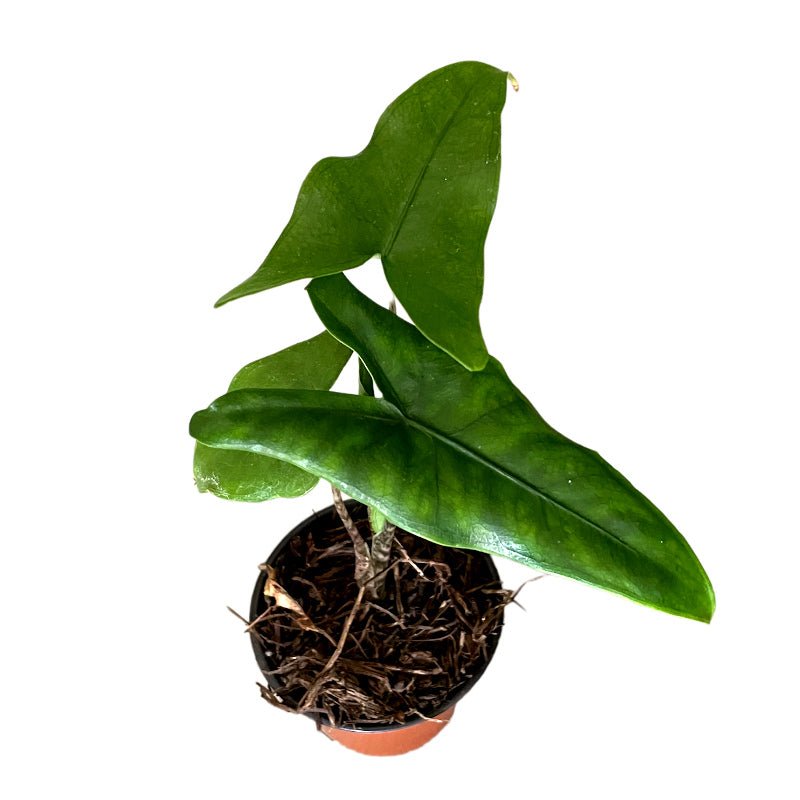 Alocasia Tigrina Superba - Planta.do